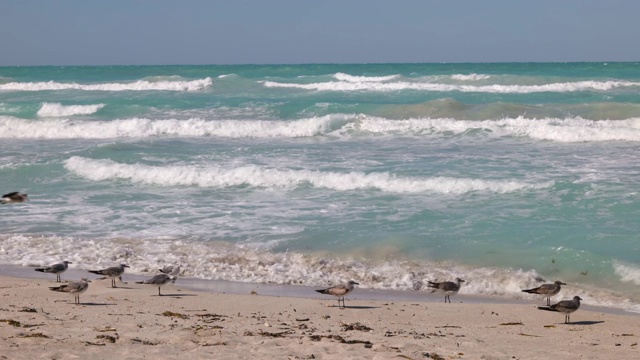 热带海滩上的海鸥视频素材