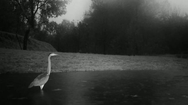 灰鹭(Ardea Cinerea)水鸟的猛禽在夜晚的雨中行走在湖中视频素材