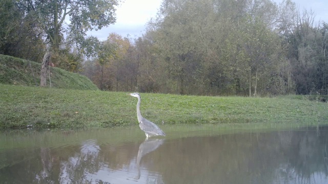 灰鹭(Ardea Cinerea)在湖中行走的猛禽视频素材