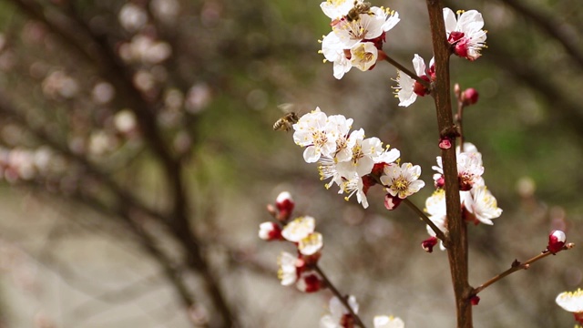 白色的杏花慢镜头，蜜蜂在飞舞，花儿在传粉视频素材