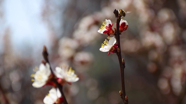 蜜蜂在杏树花上采集花粉。视频素材