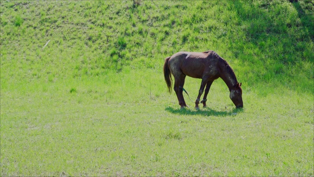 草地上的马吃草视频素材