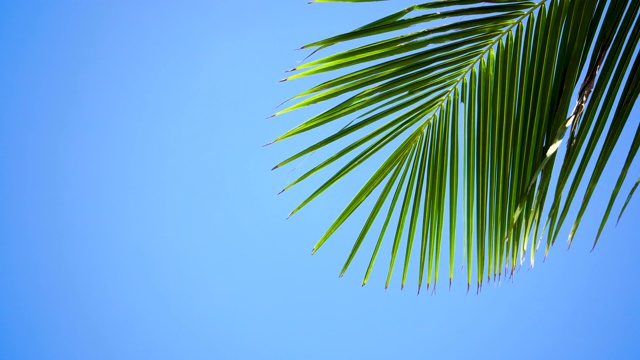 蓝天背景上的棕榈树。暑假与自然环境理念。视频素材