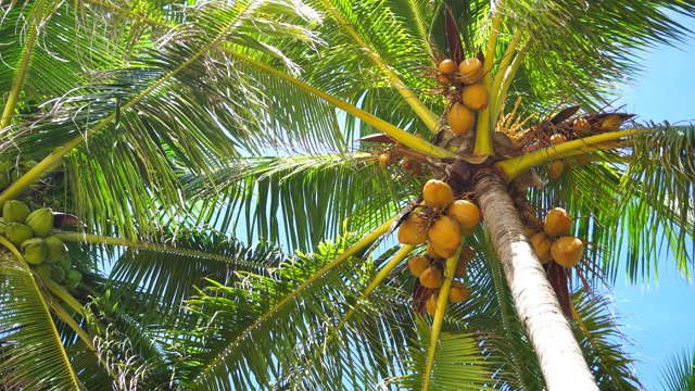 蓝天背景上的棕榈树。暑假与自然环境理念。视频素材