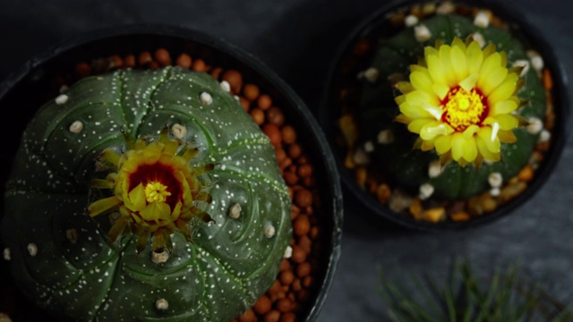 时间流逝的仙人掌花开放，Fowewrs的Astrophytum asterias kikko，公园和花园概念和免费复制空间。视频素材