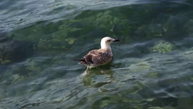 海鸥在海浪上休息视频素材