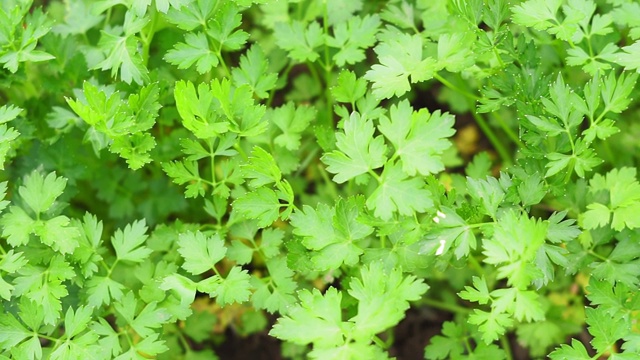 香菜叶种植植物种植有机蔬菜香料在夏季，春季视频素材