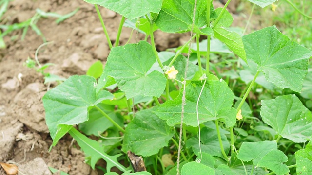 黄瓜的绿叶。种植有机蔬菜，种植有机蔬菜开花视频素材