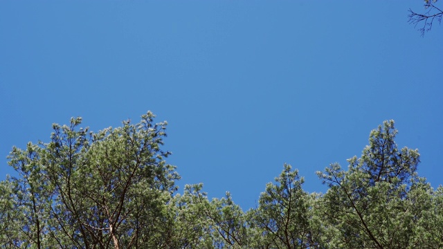 湛蓝的天空，随风摇曳的松树梢视频素材