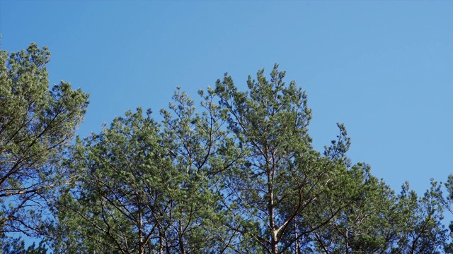 湛蓝的天空，随风摇曳的松树梢视频素材