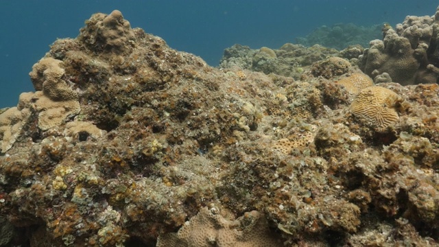 深海暗礁的海底尖顶视频素材