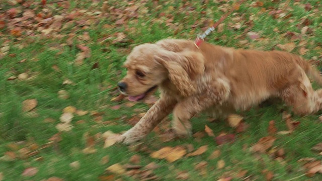 快乐的可卡犬在秋天公园的落叶上奔跑。可爱的狗在草地上奔跑在一起散步的女主人在秋天公园。视频素材