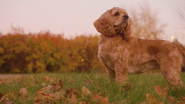 米色可卡犬站在傍晚的草坪上，在秋天公园黄色的树叶背景。米色可卡犬在城市公园的秋季草坪上散步。视频素材