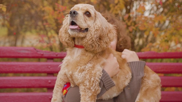 快乐的少年男孩手握可卡犬在长椅上秋天公园。微笑的男孩坐在长椅上，抱着可爱的狗在秋天散步。视频素材