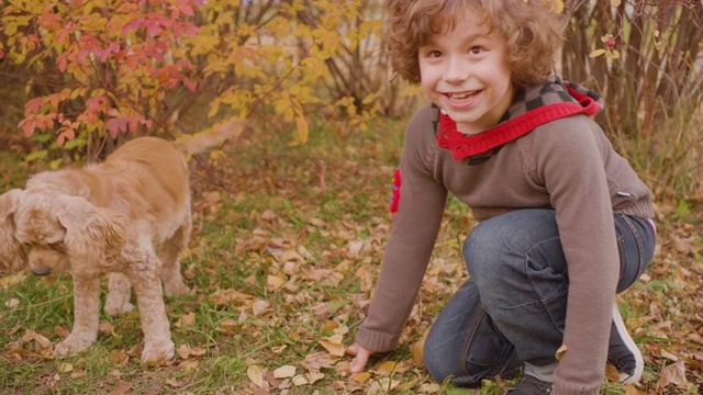 微笑的男孩和可卡犬在秋天的草坪上玩黄色的落叶。活泼的男孩与顽皮的可卡犬在秋季公园玩得开心。视频素材