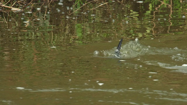 在河里游泳的欧亚水獭视频素材