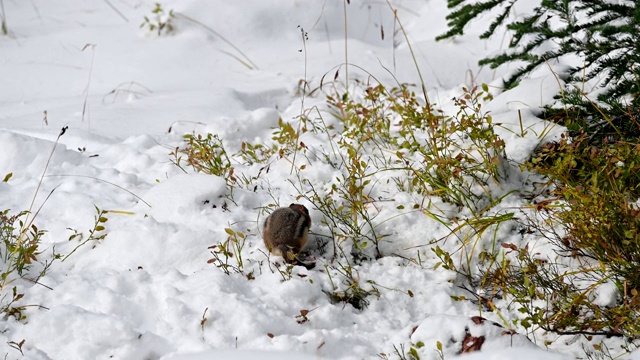 红松鼠正在一堆雪上寻找食物视频素材