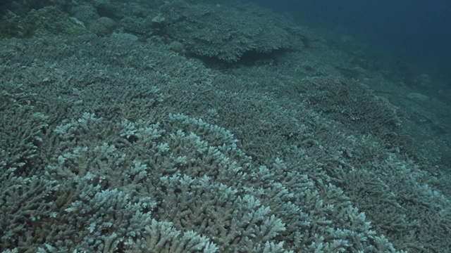 日本小笠原群岛鹿角硬珊瑚群视频素材