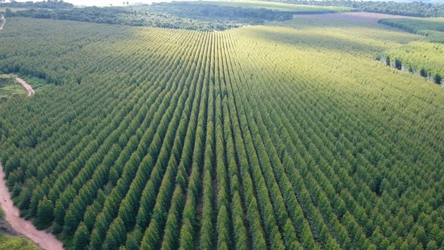 种植桉树林视频素材