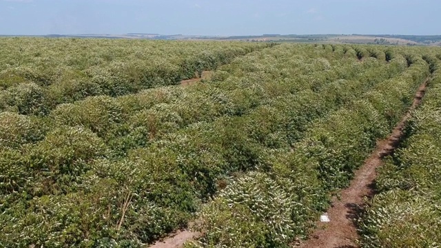 鸟瞰图的咖啡树与白色的花在巴西视频下载