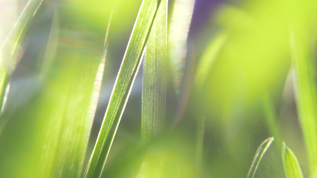 微距拍摄的绿色草与水滴在早晨的阳光。春天的感觉视频素材