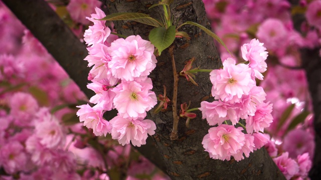 樱花粉色视频素材