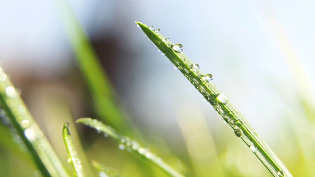 微距拍摄的绿色草与水滴在早晨的阳光。春天的感觉视频素材