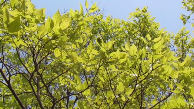 日本。4月中旬。夏天即将来临。带有嫩叶的树枝在暖风中摇摆。视频素材