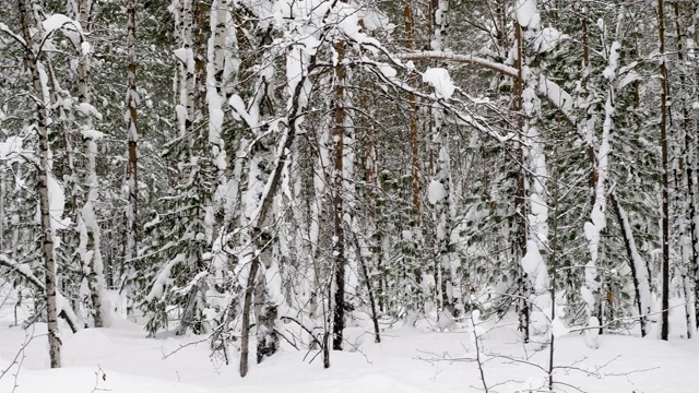 冬天的风景。白雪皑皑的森林里，松树和白桦树覆盖着白雪视频素材