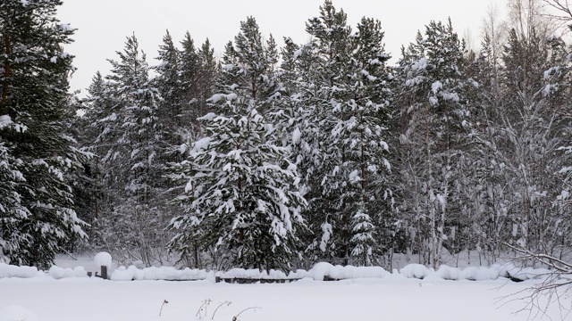 冬天的风景。松树上覆盖着积雪。西伯利亚的雪林，4K视频素材