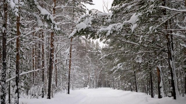 冬天的风景。森林里覆盖着积雪的道路。西伯利亚。俄罗斯4 k。视频素材