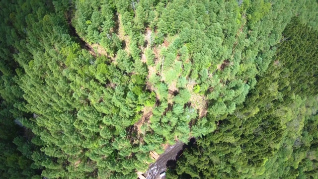 日本北海道一片天然绿色森林的无人机镜头视频下载