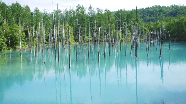 北海道Biei的自然奇观-蓝色池塘在一个阳光明媚的夏日视频素材