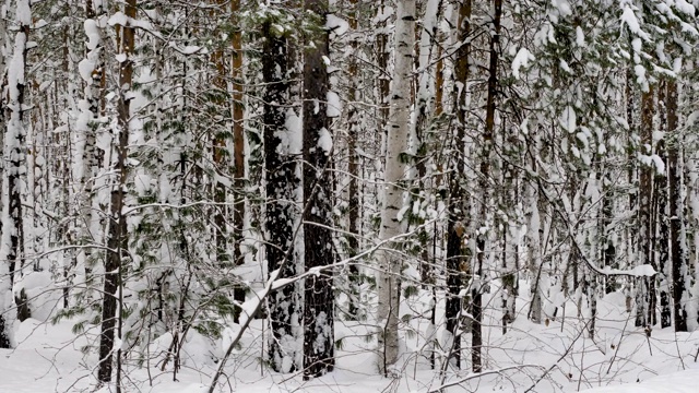 冬天的风景。白雪皑皑的森林里，松树和白桦树覆盖着白雪视频素材