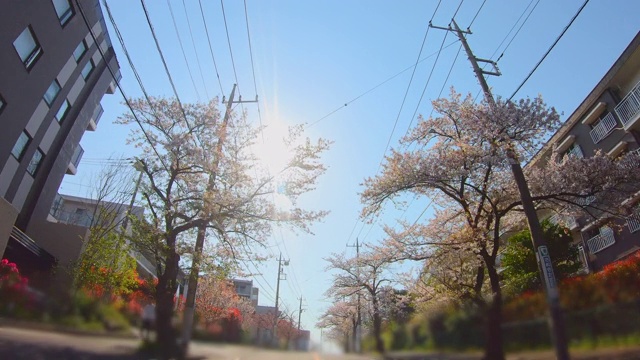 住宅区的一排樱桃树视频素材