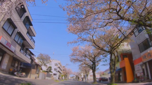 住宅区的一排樱桃树视频素材