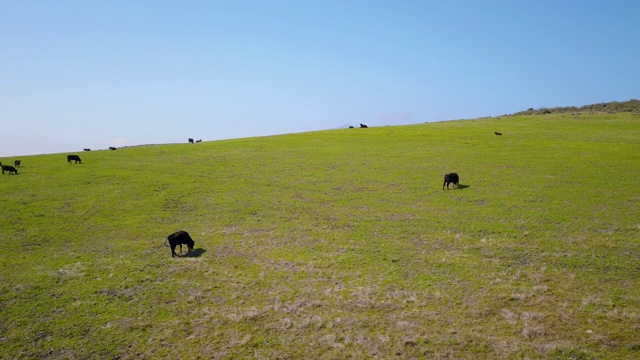 空中牛加维奥塔海岸视频素材