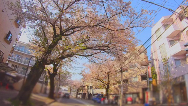 住宅区的一排樱桃树视频素材