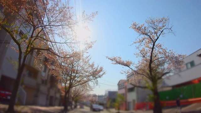 住宅区的一排樱桃树视频素材