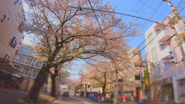 住宅区的一排樱桃树视频素材