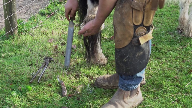 在英国的一个农场上，蹄铁匠正在为一只设得兰矮种马的蹄子工作视频下载