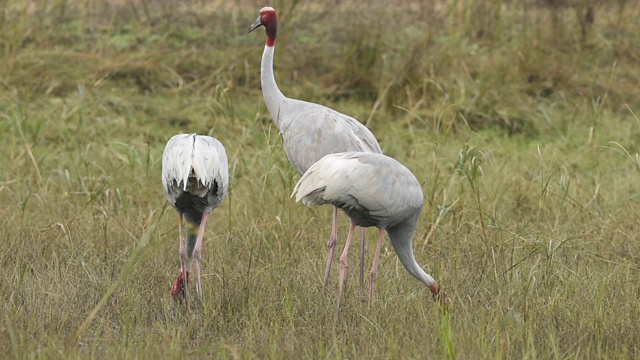 sarus crane或Grus antigone家族，keoladeo国家公园或bharatpur鸟类保护区，拉贾斯坦邦，印度视频素材