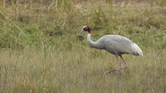 sarus crane或Grus antigone家族，keoladeo国家公园或bharatpur鸟类保护区，拉贾斯坦邦，印度视频素材