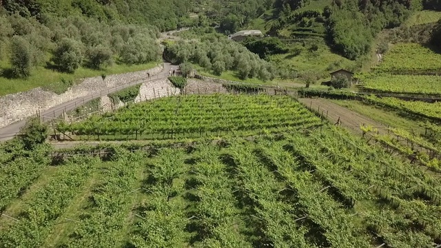 葡萄园景观鸟瞰图视频素材