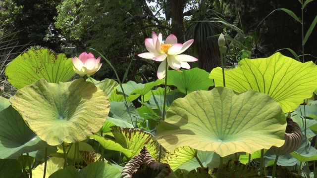 粉色睡莲在一个植物园的池塘里。视频素材