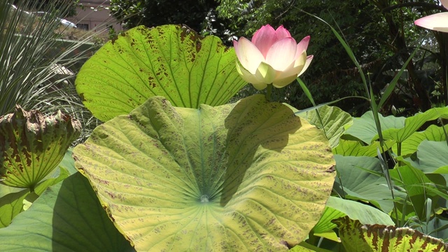 粉色睡莲在一个植物园的池塘里。视频素材