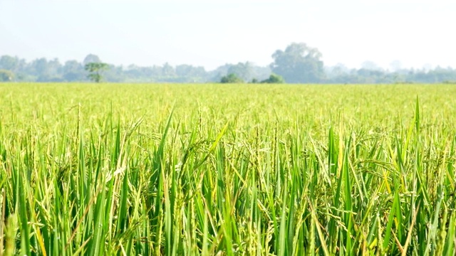 泰国乡村夏日清晨的有机茉莉稻田近景。视频素材