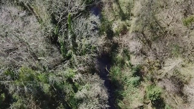 鸟瞰图沿着一条河在一个赤裸的林地，威克洛县视频素材