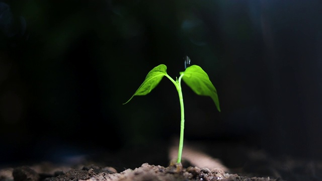 年轻的植物浇水视频素材