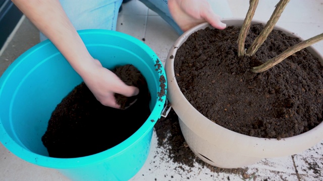 在阳台上种植迷迭香的年轻人——家庭园艺视频下载